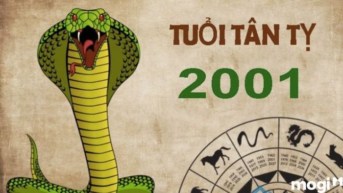 Tử vi tuổi Tỵ năm 2024 theo mệnh
