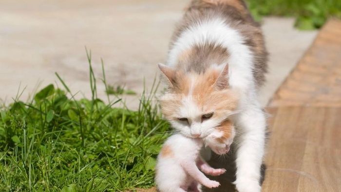 Mèo Hoang Vào Nhà Đẻ: Điềm Báo Tốt Hay Xấu?