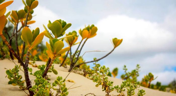 Locals describe Paradise as offering a deep and meaningful connection with nature.