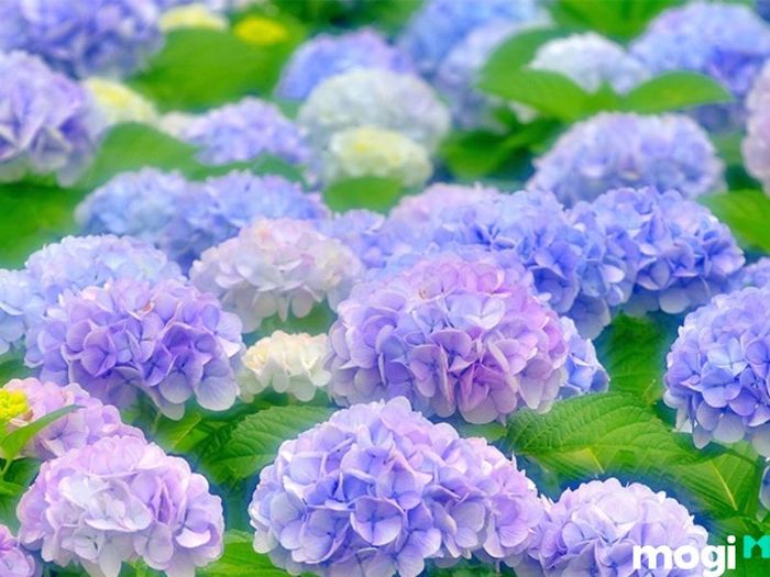 Vườn hoa cẩm tú cầu Đà Lạt