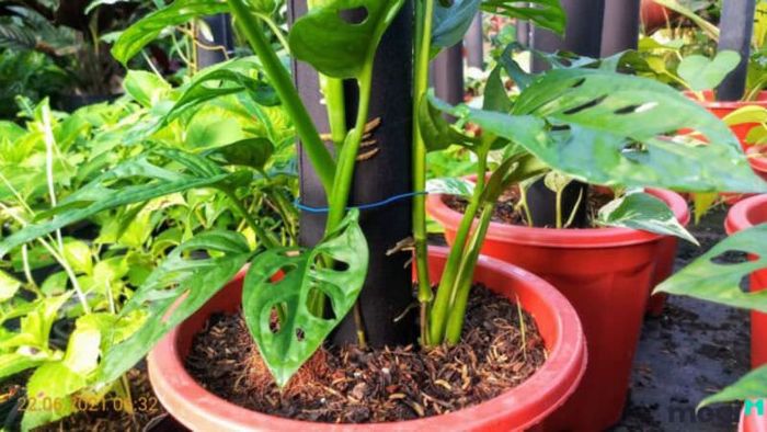 Cách trồng cây trầu bà lá lỗ đúng cách