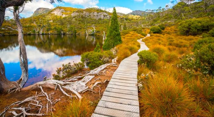 Cradle Mountain is home to a large population of Tasmanian devils.