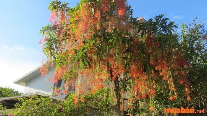 Hoa lộc vừng – rèm hoa rung rinh trong gió