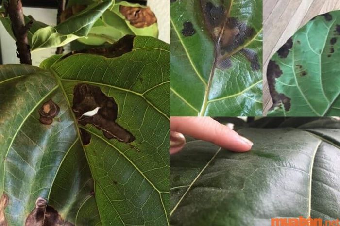 Cây bàng Singapore bị đốm lá do các nguyên nhân khác nhau, cần được chăm sóc kịp thời để tránh bệnh lan rộng.