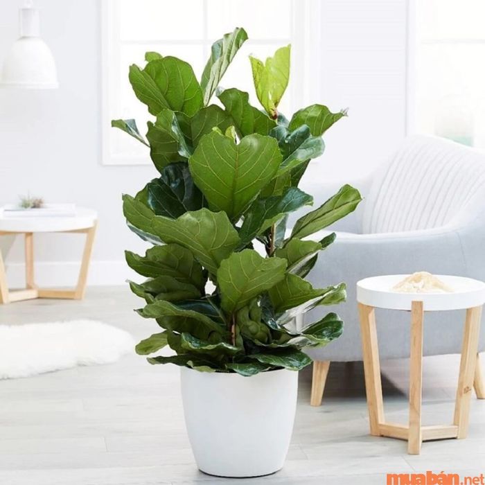 Cây bàng Singapore đẹp mẫu 2