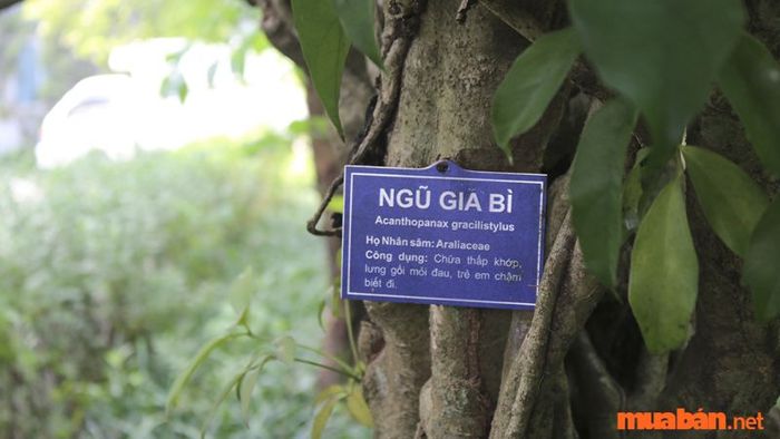 Tác dụng của cây ngũ gia bì trong lĩnh vực y học