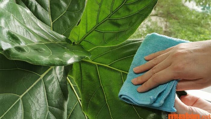 Để cây bàng Singapore luôn tươi tốt và phát triển bền vững, bạn cần chú ý đến việc tưới nước đều đặn và đặt cây ở nơi có ánh sáng đầy đủ. Cần tránh để cây tiếp xúc với gió lạnh hoặc ánh sáng trực tiếp quá mạnh trong thời gian dài.
