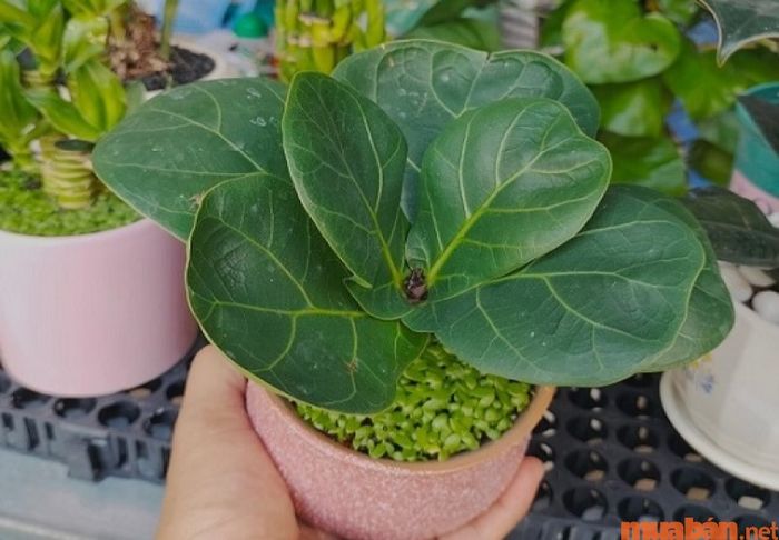 Cây bàng Singapore mang lại ý nghĩa phong thủy sâu sắc, biểu tượng cho sự thịnh vượng và tài lộc không ngừng phát triển.