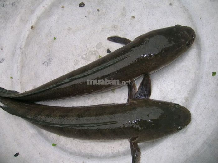 Chiêm bao thấy cá lóc