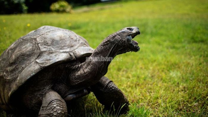 Khi mơ thấy rùa, bạn có thể thử vận may với các con số sau: