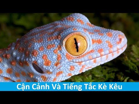 Video trên YouTube