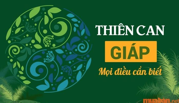 Phân tích thiên can tử vi Giáp Thìn 1964 nam mạng năm 2024