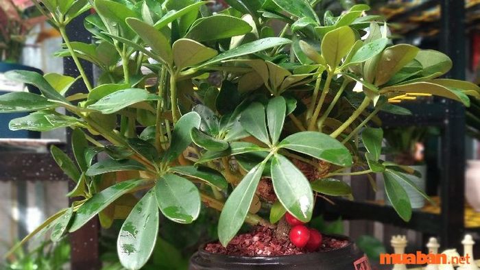 Cây ngũ gia bì có nguồn gốc từ họ cây nhân sâm, là loại cây quý với nhiều tác dụng hữu ích