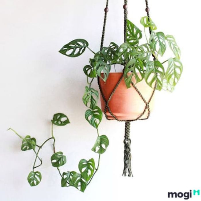 Vị trí đặt chậu cây phù hợp