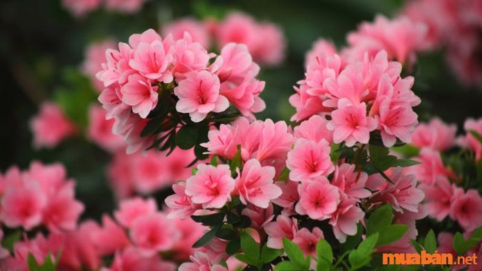 Hoa đỗ quyên – biểu tượng của đại ngàn Tây Bắc