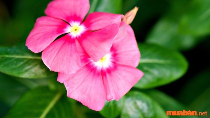 Các loại thuốc có thể tương tác với hoa dừa cạn