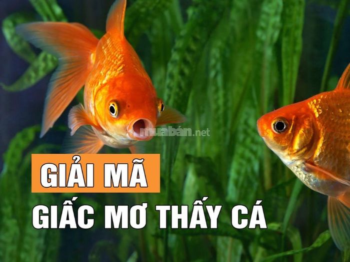 Giải mã giấc mơ thấy cá và những thông điệp ẩn chứa phía sau