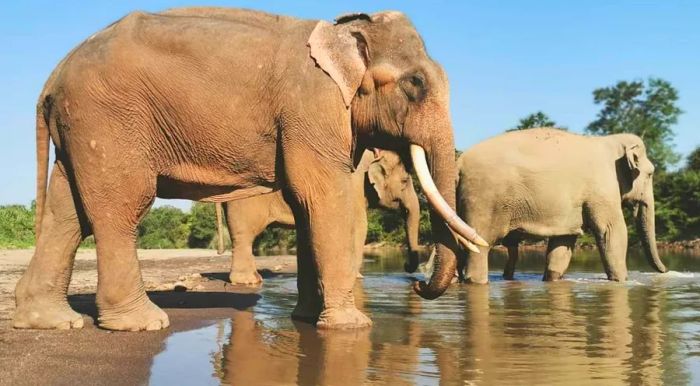 Anantara’s Golden Triangle Elephant Foundation cares for approximately two dozen elephants.