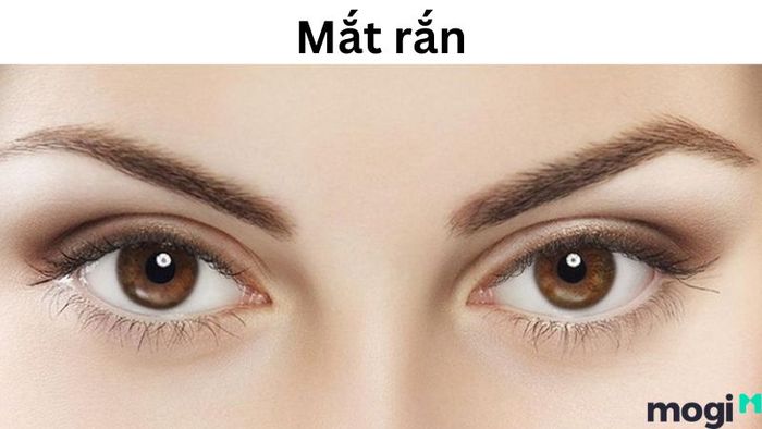 Mắt rắn