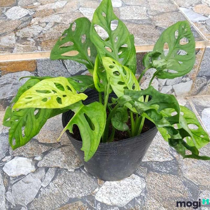 Cách tưới nước cho cây trầu bà lỗ đúng cách