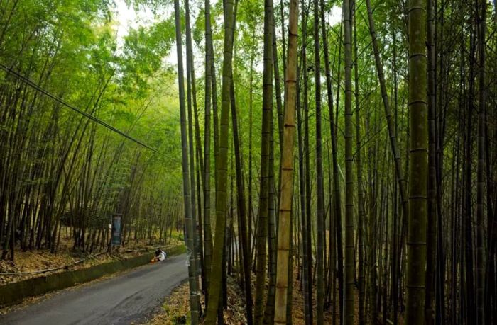 The Hsuehshan Forest Recreation Area is a perfect spot for a relaxing walk amidst nature.