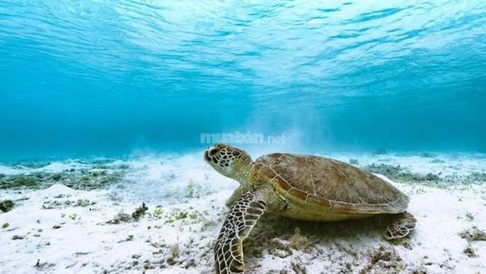 Giấc mơ thấy rùa báo hiệu điềm gì? Liệu có phải là may mắn hay điều xui xẻo?