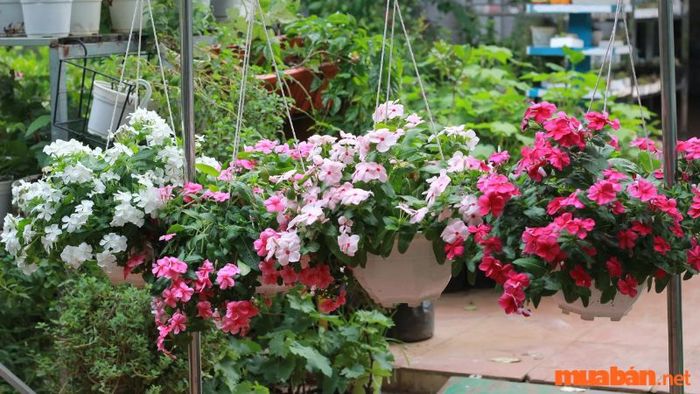 Một số phương pháp chữa bệnh từ cây hoa dừa cạn