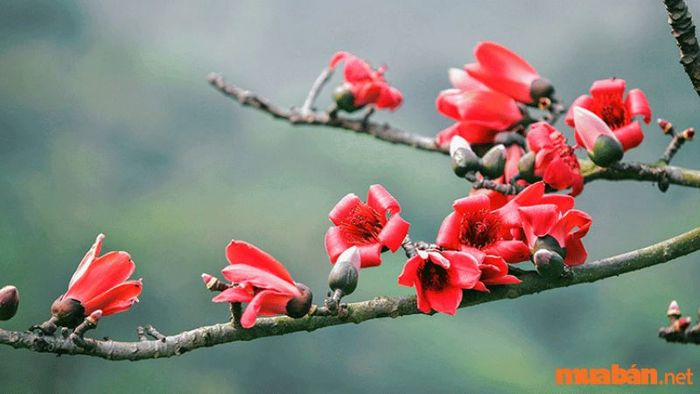 Hoa gạo – ngọn lửa báo hiệu mùa hè