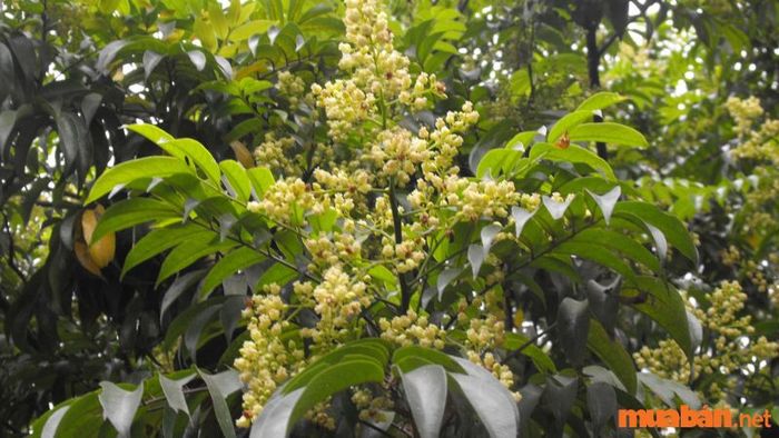Hoa sấu – biểu tượng của Hà thành
