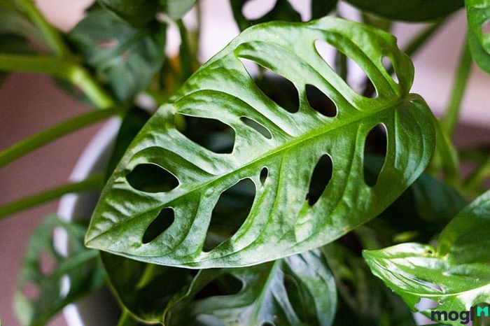 Điều kiện lý tưởng để trồng cây trầu bà lỗ