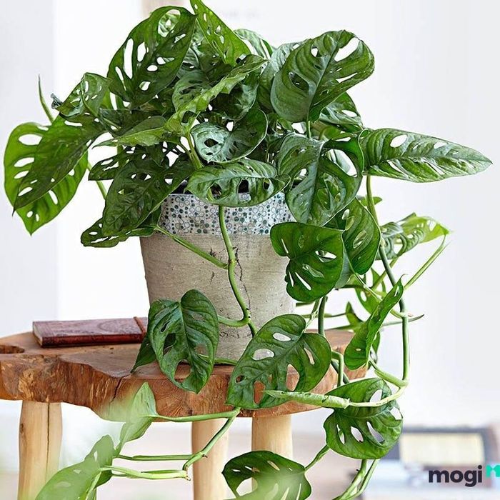 Kiểm tra tình trạng sâu bệnh cho cây