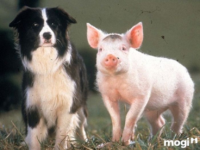 12 Con Giáp Việt Nam Là Gì?