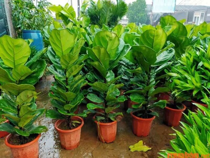 Bạn có thể tìm mua cây bàng Singapore tại các cửa hàng cây cảnh uy tín hoặc qua các nền tảng thương mại điện tử.