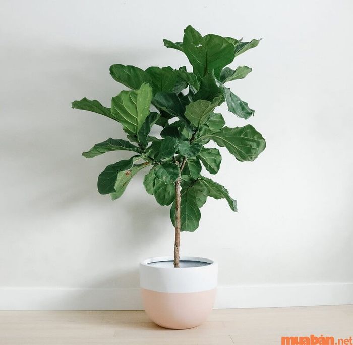 Nguồn gốc và đặc điểm nổi bật của cây bàng Singapore