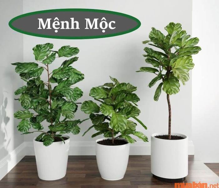 Cây bàng Singapore phù hợp với mệnh Mộc và người tuổi Tý