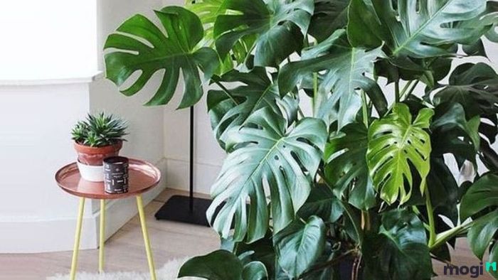 Lưu ý khi chọn đất trồng trầu bà lỗ