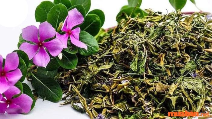 Cách sử dụng cây hoa dừa cạn