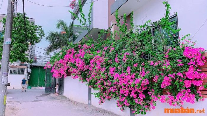 Hoa giấy – dấu ấn đặc trưng của Sài Gòn