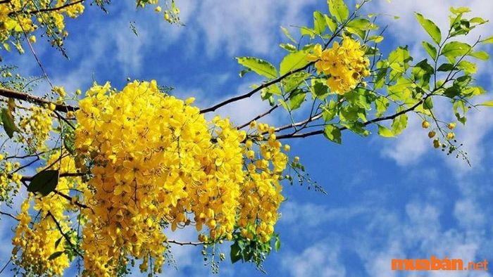 Hoa muồng hoàng yến – sắc vàng rực rỡ kiêu sa