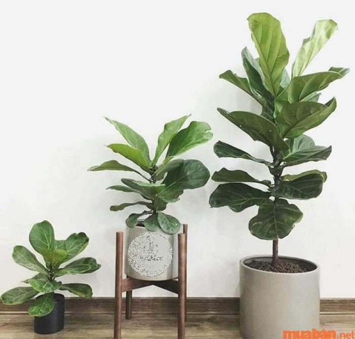 Cây bàng Singapore không chỉ có tác dụng thanh lọc không khí mà còn mang đến vẻ đẹp thẩm mỹ, tạo không gian sống trong lành và dễ chịu.