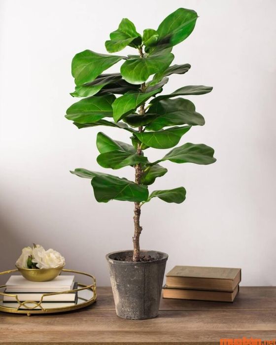 Cây bàng Singapore đẹp mẫu 1