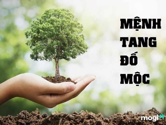 Mệnh Tang Đố Mộc có ý nghĩa gì?