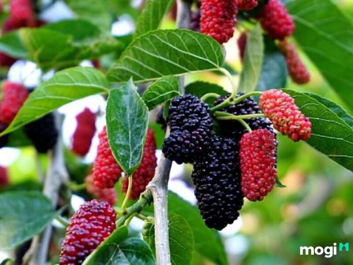 Mệnh Tang Đố Mộc có ý nghĩa gì?
