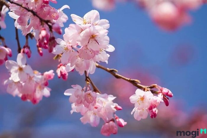 Mùa xuân là thời điểm hoa anh đào bắt đầu nở.