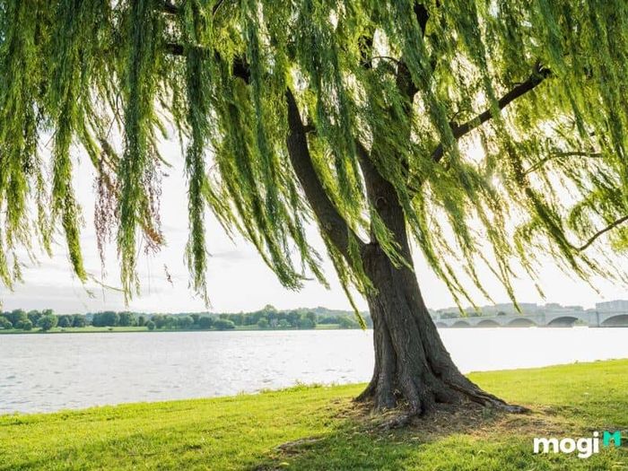 Mệnh tương hợp với Tang Đố Mộc