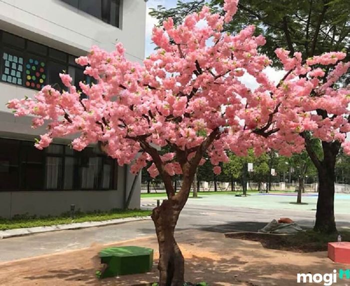 Lưu ý khi chăm sóc hoa anh đào là cắt tỉa cây theo hình dáng bạn mong muốn để cây phát triển đẹp hơn.