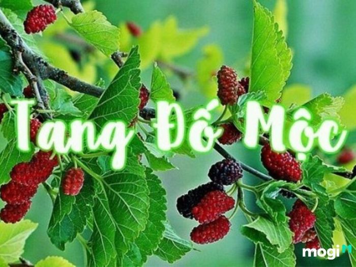 Cây Tang Đố Mộc là loại cây nào?