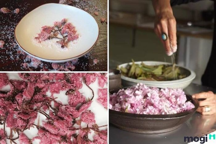 Món hoa anh đào muối – đặc sản của Nhật Bản, nổi bật với vị mặn, thơm và hình thức đẹp mắt.