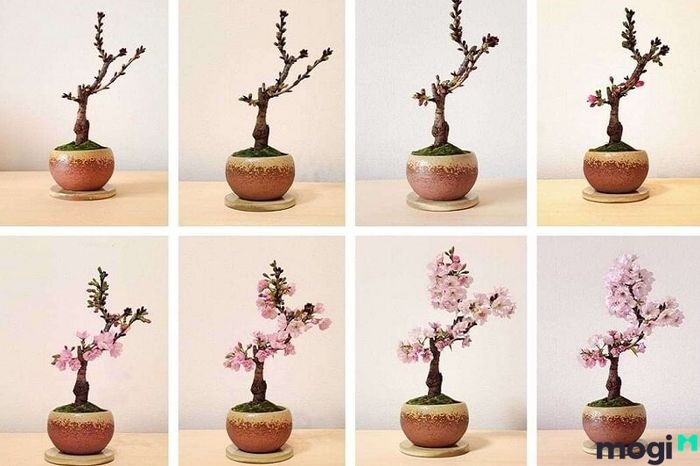 Cách trồng hoa anh đào tại nhà khá đơn giản, bạn có thể bắt đầu từ việc gieo hạt nếu điều kiện thời tiết cho phép.