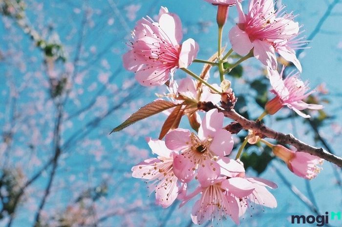 Hoa anh đào (Sakura) thuộc họ hoa mận, hoa mơ.